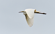 06 Great white egret (Ardea alba)